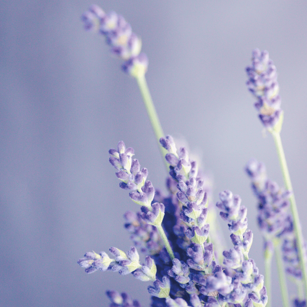 Lavendel Eterisk olje